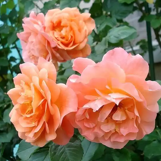 Trandafiri tufă - Trandafiri - Westerland® - 